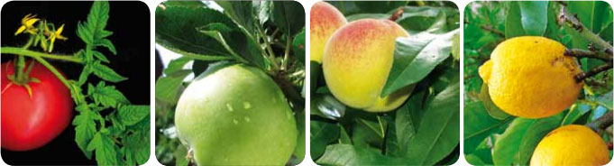 Trace analysis in fruit, vegetables and plant materials