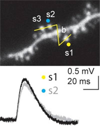 Neuronal signalling in brain slices
