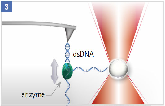 Single Molecule AFM (DNA)