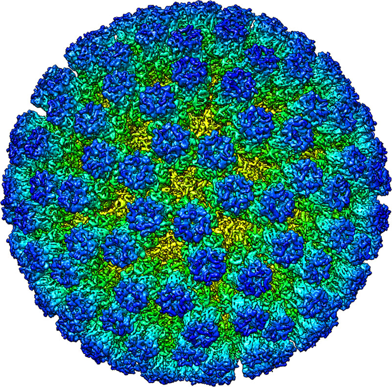 Virus reconstruction with Cryo-EM