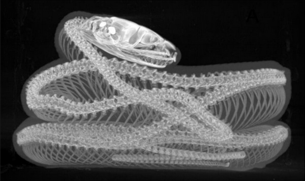 X-ray micro-CT image